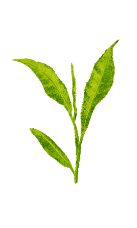 Pure Ceylon Tea, Tea Exporter, Tea Manufacturer, Colombo